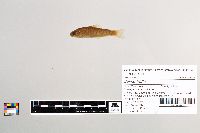 Salmo trutta image