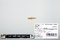 Notropis atherinoides image