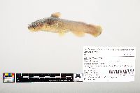 Noturus flavus image