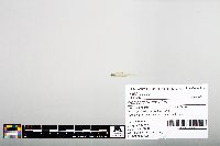 Notropis hudsonius image