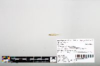 Notropis hudsonius image