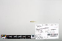 Notropis hudsonius image