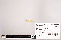 Notropis stramineus image