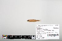 Notropis hudsonius image