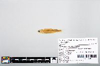 Notropis atherinoides image