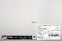 Notropis hudsonius image