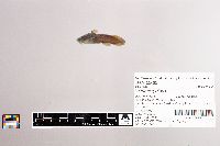 Image of Noturus gyrinus