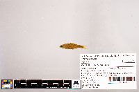Notropis stramineus image