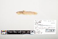 Noturus flavus image