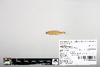 Notropis hudsonius image