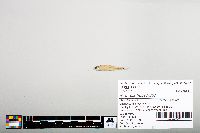 Notropis hudsonius image