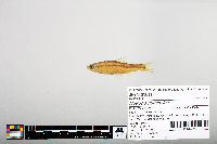 Notropis hudsonius image