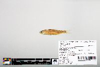 Notropis hudsonius image