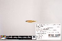 Notropis stramineus image