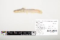 Noturus flavus image