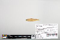 Notropis hudsonius image