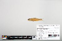 Notropis hudsonius image