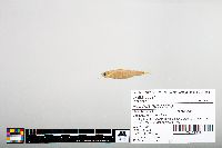 Notropis hudsonius image