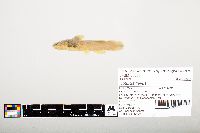 Noturus flavus image