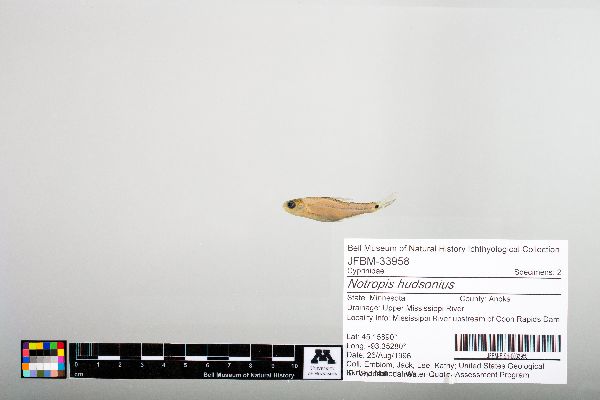 Notropis hudsonius image