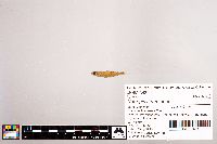 Notropis stramineus image