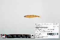 Notropis atherinoides image