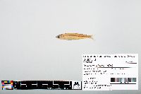 Notropis atherinoides image