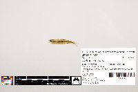 Notropis texanus image