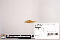 Notropis stramineus image