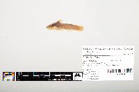 Noturus flavus image