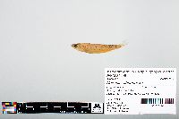 Notropis atherinoides image