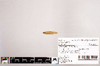 Notropis stramineus image