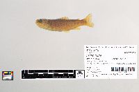 Salmo trutta image