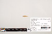 Notropis texanus image