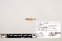 Notropis texanus image