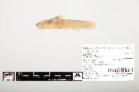 Noturus flavus image