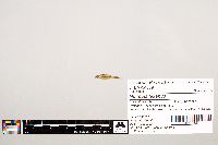 Notropis texanus image
