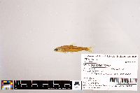 Notropis stramineus image