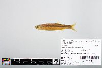 Notropis atherinoides image