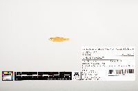 Notropis wickliffi image