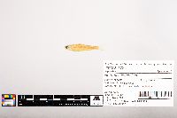 Notropis volucellus image