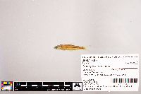 Notropis stramineus image