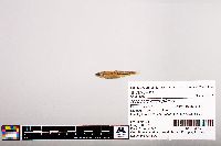 Notropis micropteryx image