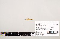 Notropis texanus image