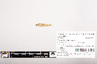 Notropis volucellus image
