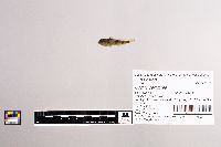 Cottus carolinae image