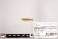 Notropis stramineus image