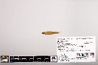 Notropis micropteryx image