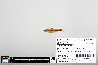 Notropis boops image