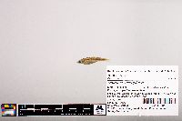 Notropis micropteryx image